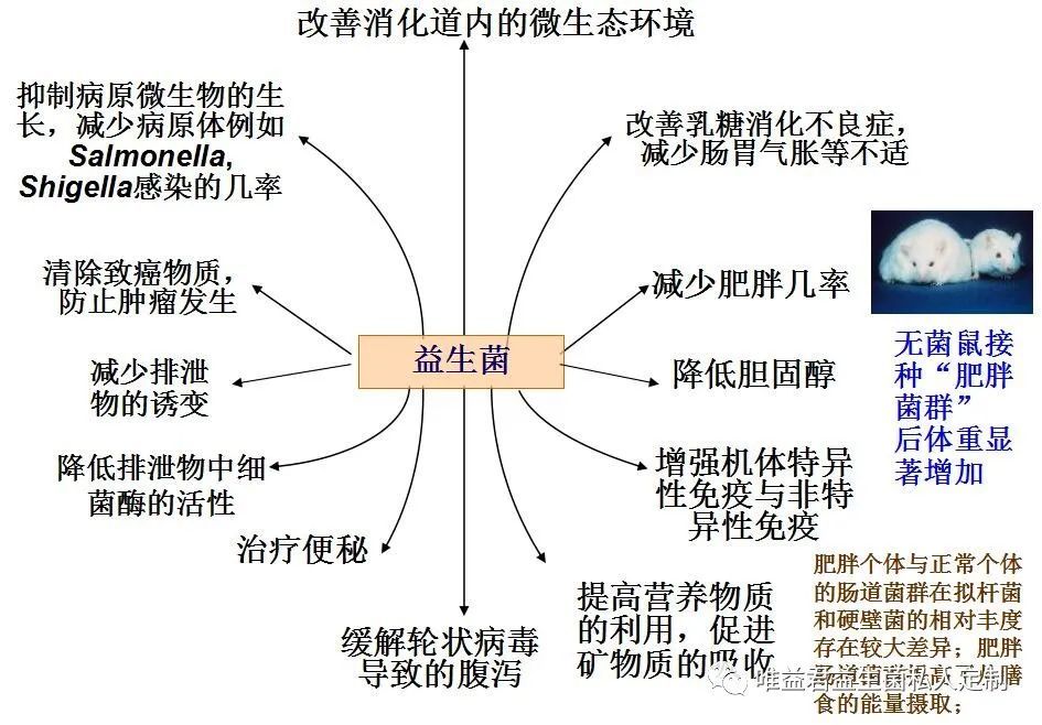 排气把石蜡油排出来了——肠道健康的小知识,实地执行数据分析_粉丝款81.30.73